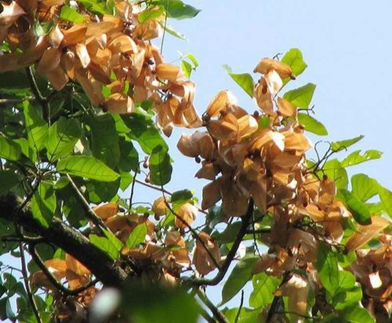 Cây An Nam Tử
