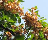 Những điều thú vị về cây thuốc quý An Nam Tử