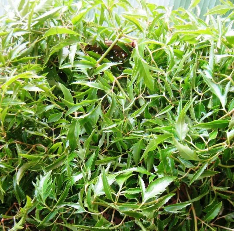 Lá Đinh lăng