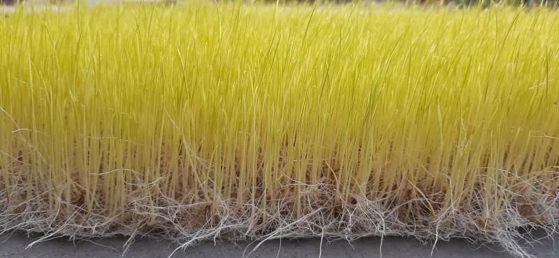 Mộng lúa để làm mạch nha