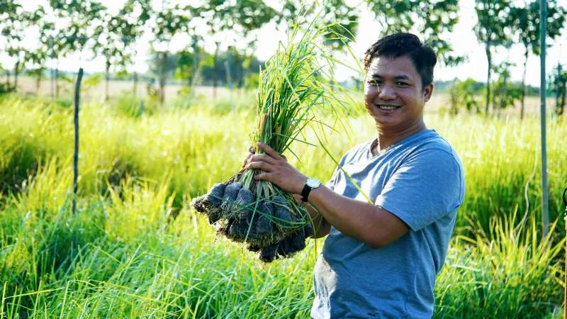Trồng Cỏ Vetiver
