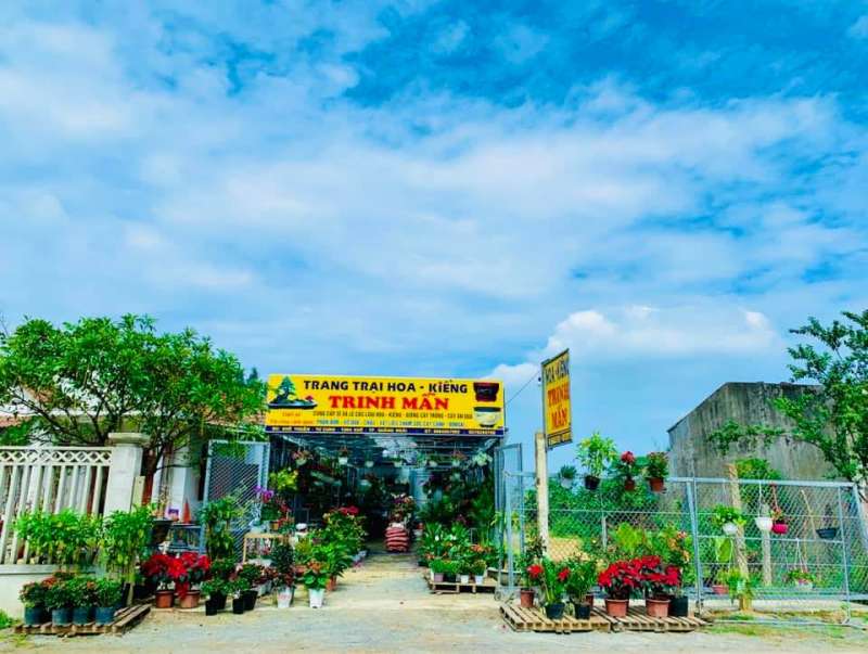 HOA CẢNH TRINH MẪN - Cung cấp cây xanh tại Quảng Ngãi