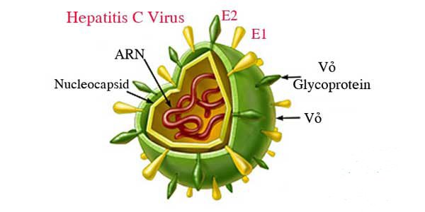 Virus viêm gan C