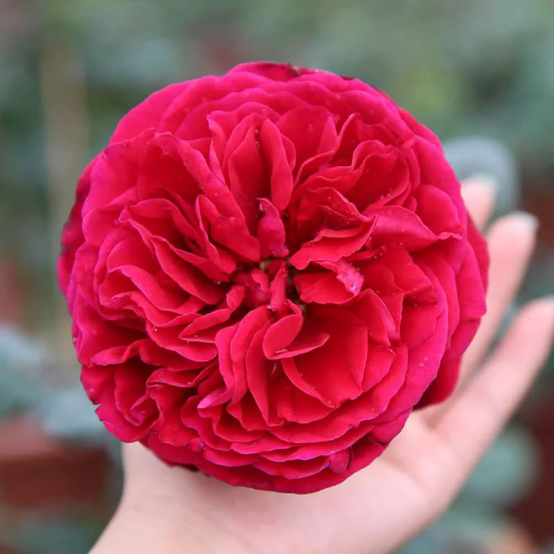 Rouge Royale rose