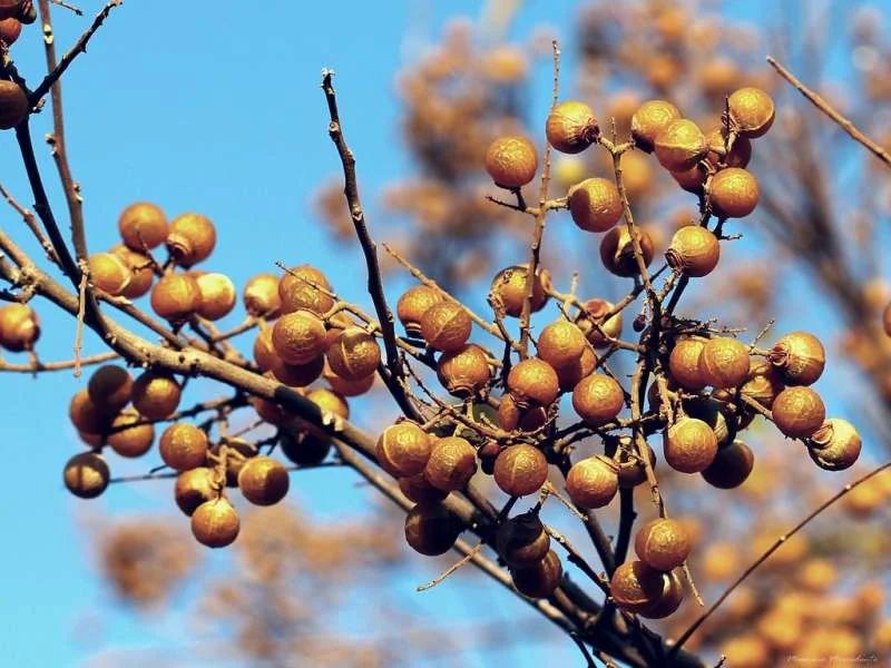 Quả bồ hòn