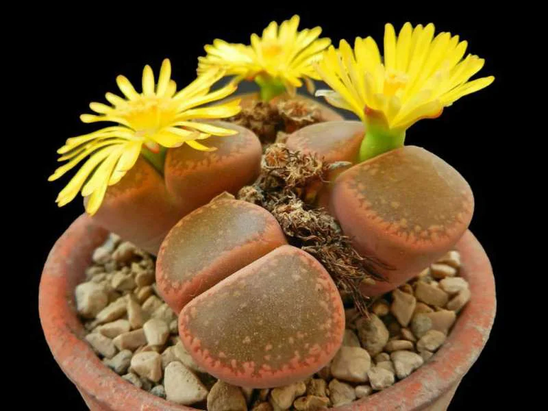 Hoa Lithops