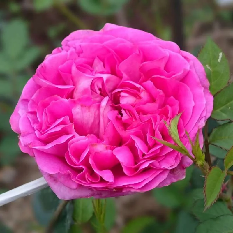 Bernadette Lafont rose