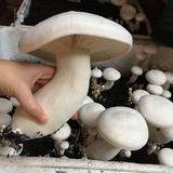 Nấm Hoàng Đế - Vua nấm nướng