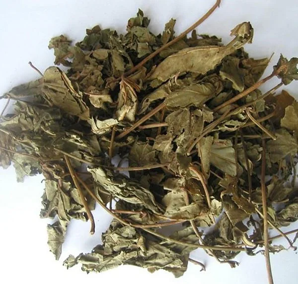 Mã đề khô