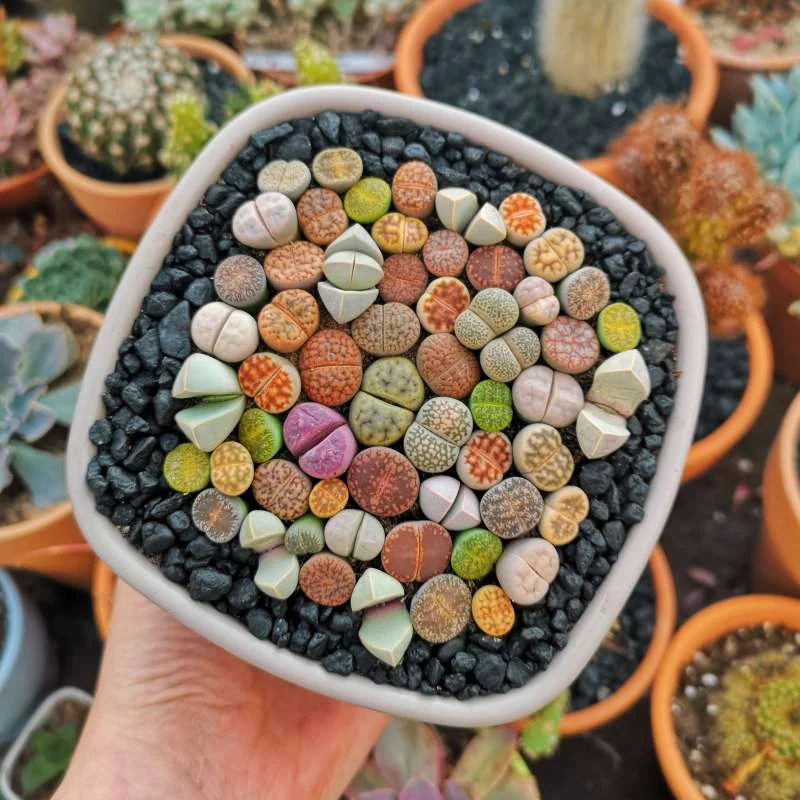 Lithops (Thạch Lan)