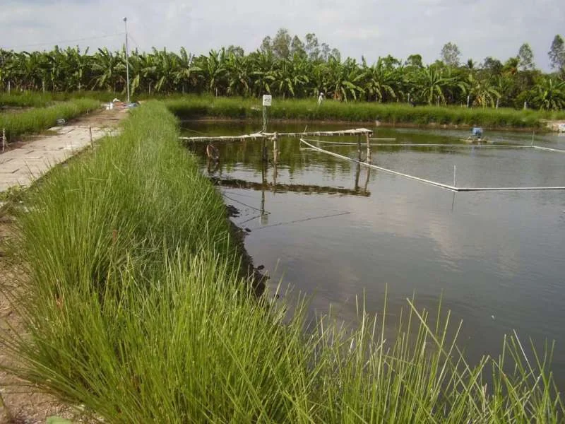 Cỏ Vetiver còn có khả năng lọc nước, chống ô nhiễm nước