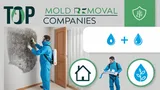 TOP 5 Best Companies Offering Effective Mold Removal Services for a Healthier Home