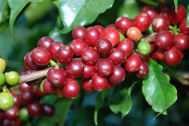 Cây cà phê Arabica