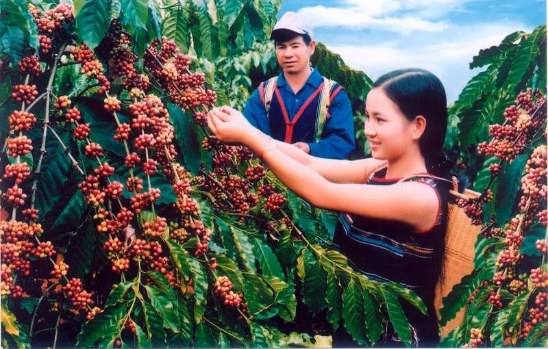 Cà phê Đăk Lăk