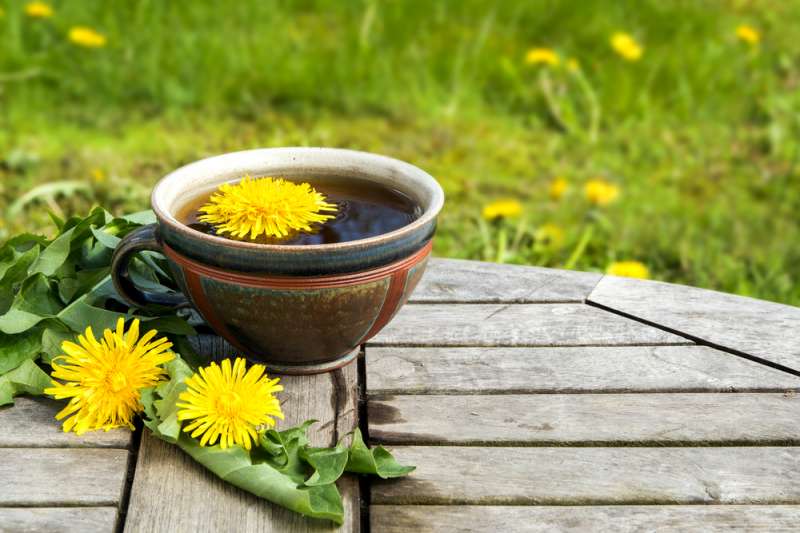 Kháng viêm và ngăn ngừa nhiễm trùng đường tiết niệu với trà Bồ công anh