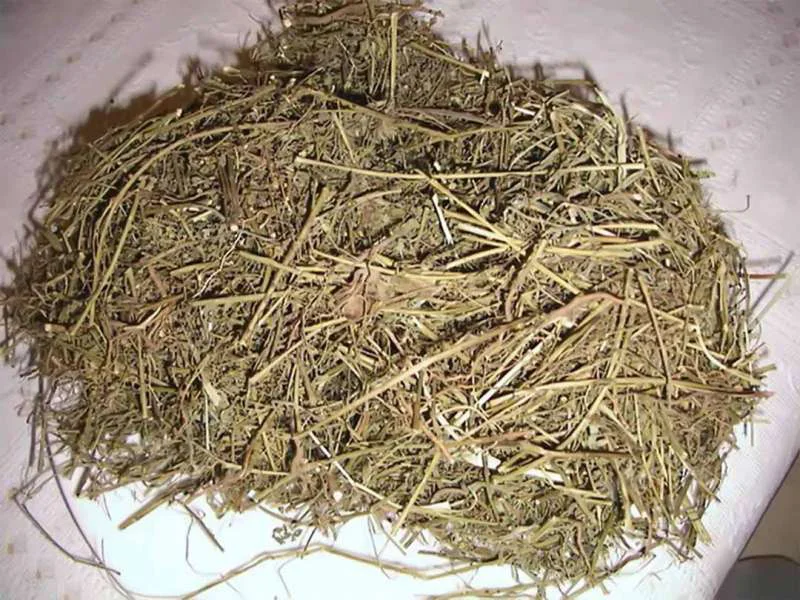 Chó đẻ phơi khô, sắc nước hoặc làm trà trị mụn hiệu quả