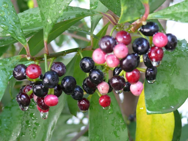 Lá của Cơm nguội được dùng làm dược liệu