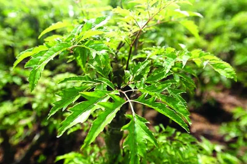 Làm đẹp đơn giản tại nhà với lá Đinh lăng