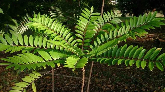 Cây Mật nhân