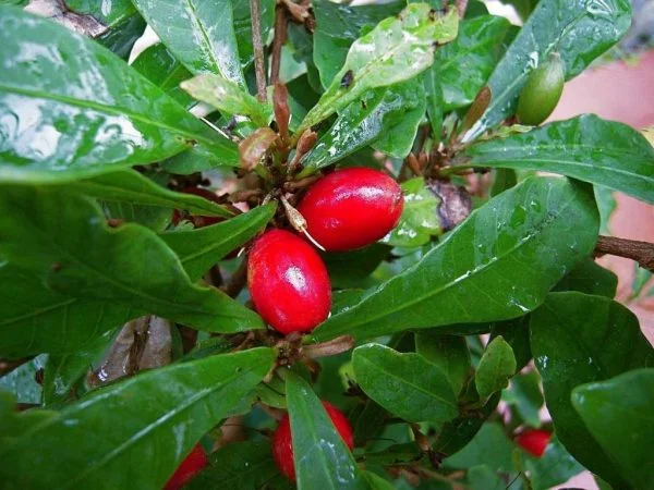 Thần kỳ có khả năng đánh lừa vị giác một các "thần kỳ"