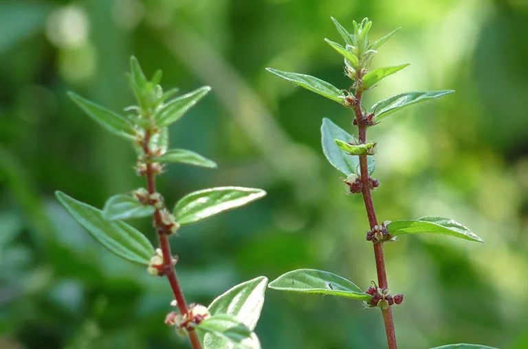 Cây Cỏ Dòi (Bọ mắm)