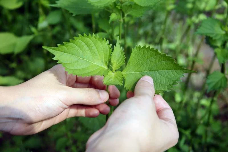 Làm trắng da bằng lá tía tô và chanh
