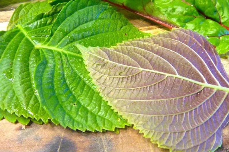 Làm trắng da bằng cách tắm nước lá tía tô