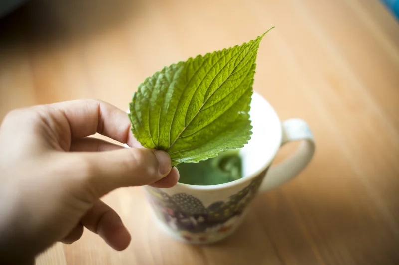 Làm trắng da với trà tía tô