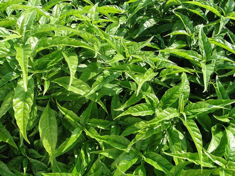 cây Xương khỉ
