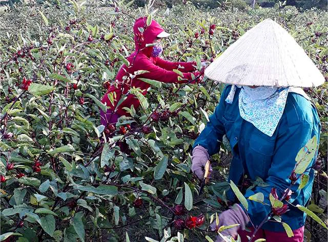 Thu hái và chăm sóc Bụp giấm