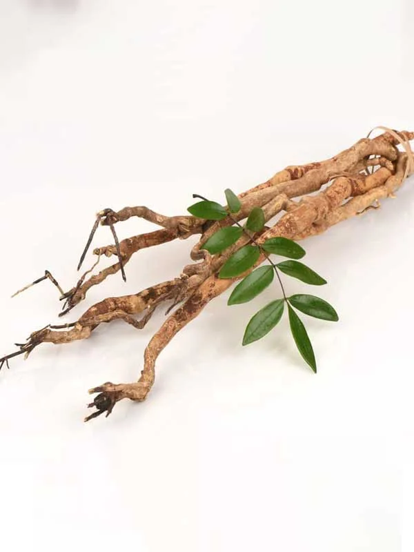 Rễ Mật nhân