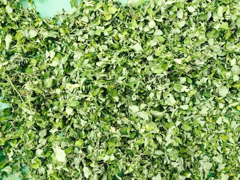 Chùm ngây qua nắng đầu
