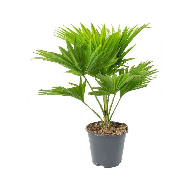 Cọ cảnh