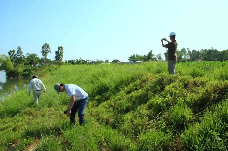 Cỏ Vetiver được trồng nhiều ở ven sông, hồ, ven bờ với các giá trị lợi ích lớn