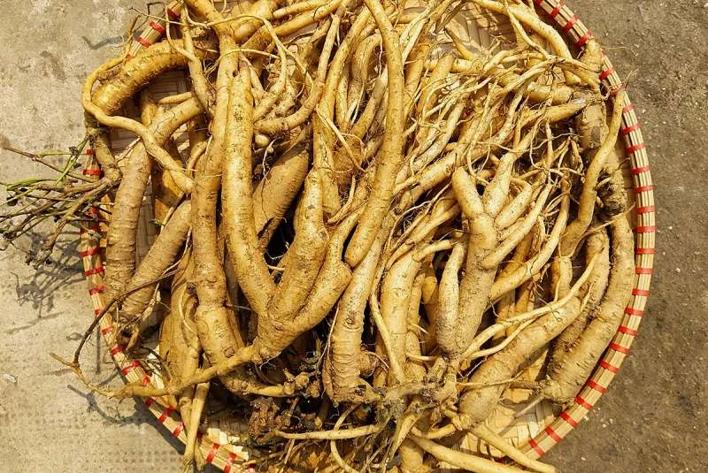Rễ Hồng Đẳng Sâm