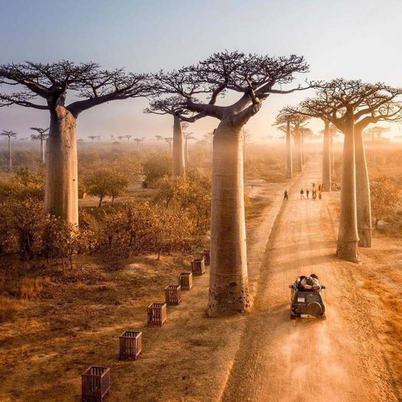 Cây Bao báp có ý nghĩa quan trọng trong đời sống người dân Châu Phi