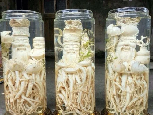 Củ Đinh lăng được ưa chuộng dùng ngâm rượu