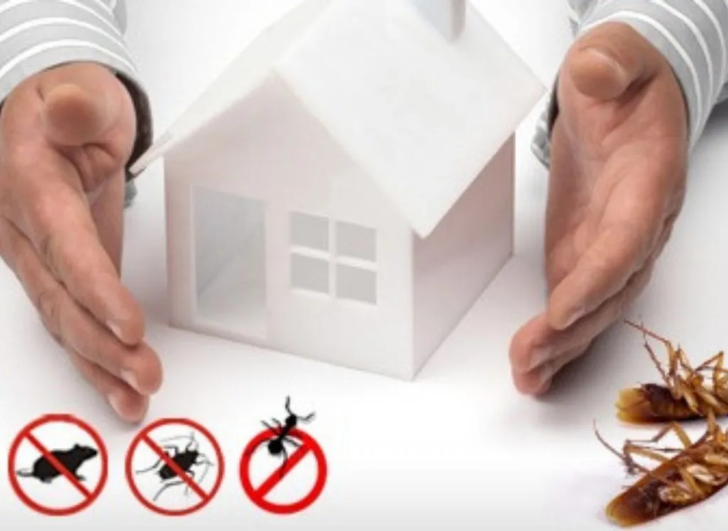 TOP 5 Effective Termite Control Services: Protect Your Home