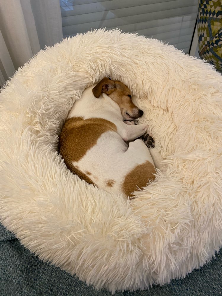 Tư thế cuộn tròn của chú cún khi ngủ