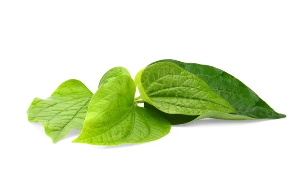 Chữa hôi nách tại nhà với lá trầu không
