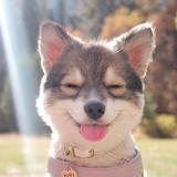 TOP 6 Những điều không nên làm với cún cưng