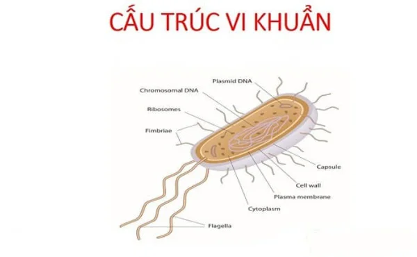 Ví dụ về cấu tạo vi khuẩn HP