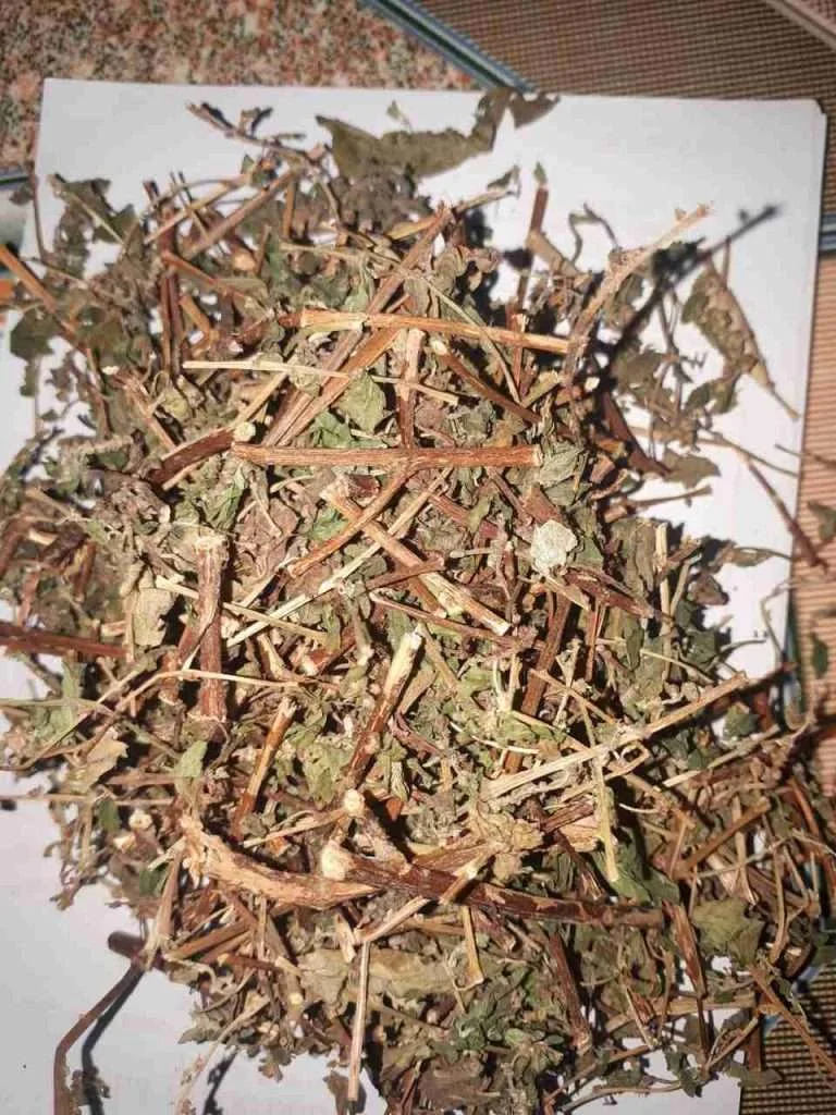 Cỏ Dòi khô làm thuốc điều trị bệnh do vi khuẩn HP gây ra