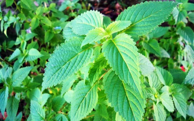 Lá cây Kinh giới