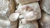 Mẹo trồng nấm bằng phôi sẵn có tại nhà
