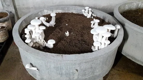 Nấm Hoàng Đế cho năng suất cực kỳ cao