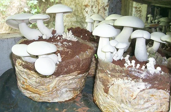 Trồng nấm Hoàng Đế trong bịch