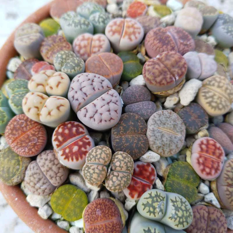 Hình thái độc đáo trông giống như những viên sỏi hoặc chiếc mông xinh xắn của Lithops