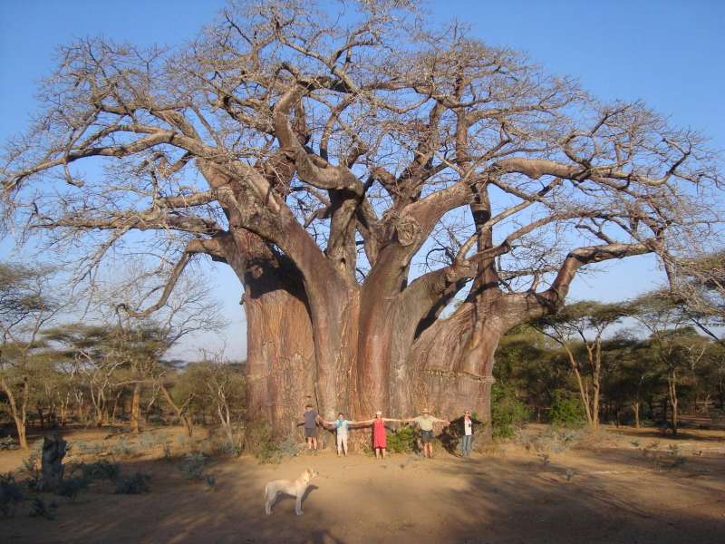 Cây Bao báp ngàn năm tuổi ở Châu Phi