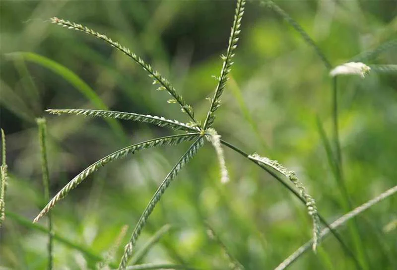 Hoa của cỏ mần trầu